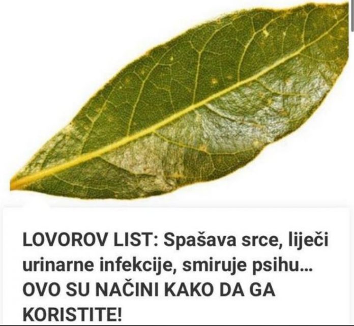 LOVOROV LIST: Spašava srce, liječi urinarne infekcije, smiruje psihu, OVO SU NAČINI KAKO DA GA ISKORISTITE!