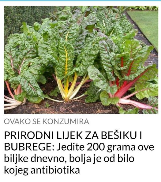 PRIRODNI LIJEK ZA BEŠIKU I BUBREGE: Jedite 200 Grama ove biljke dnevno, bolja je od bilo kojeg antibiotika