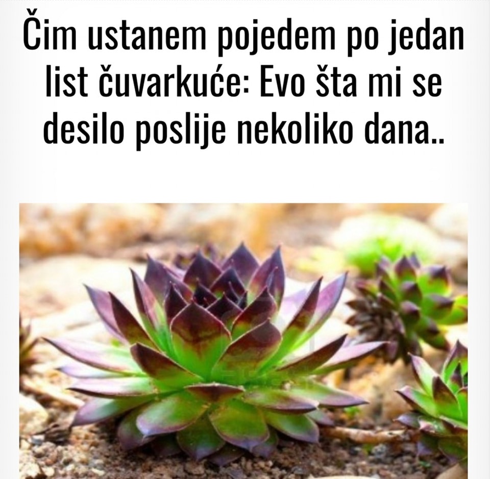 Čim ustanem pojedem po jedan list čuvarkuće: Evo šta mi se desilo poslije nekoliko dana
