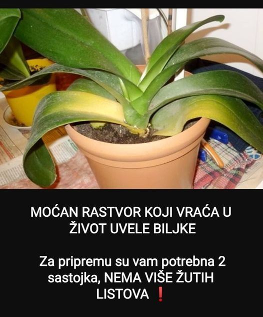 MOĆAN RASTVOR KOJI VRAĆA U ŽIVOT UVELE BILJKE: Za pripremu su vam potrebna samo 2 sastojka, NEMA VIŠE ŽUTIH LISTOVA