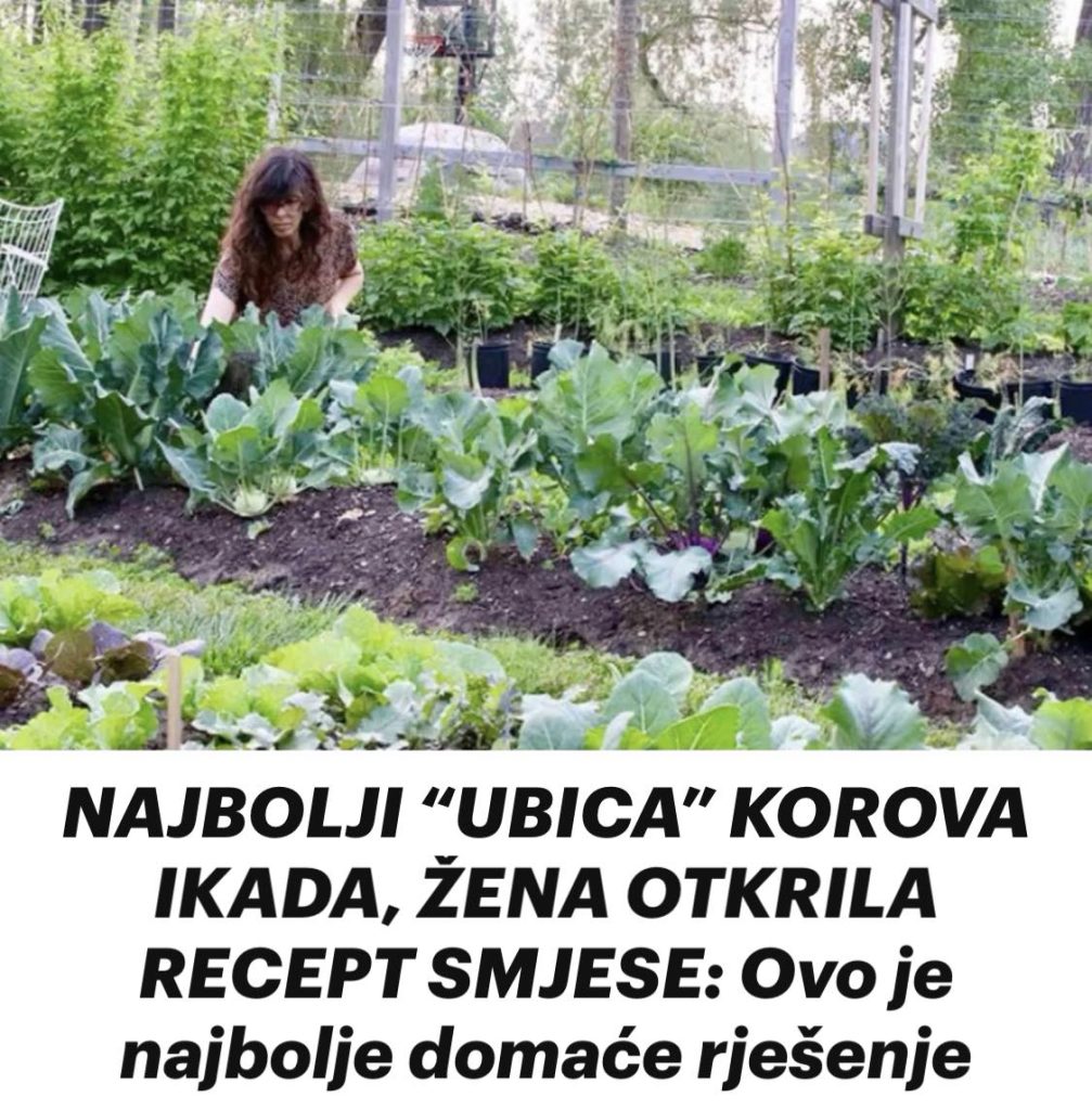NAJBOLJI “UBICA” KOROVA IKADA, ŽENA OTKRILA RECEPT SMJESE: Ovo je najbolje domaće rješenje