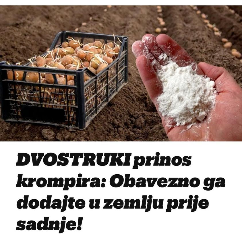 DVOSTRUKI prinos krompira: Obavezno ga dodajte u zemlju prije sadnje!
