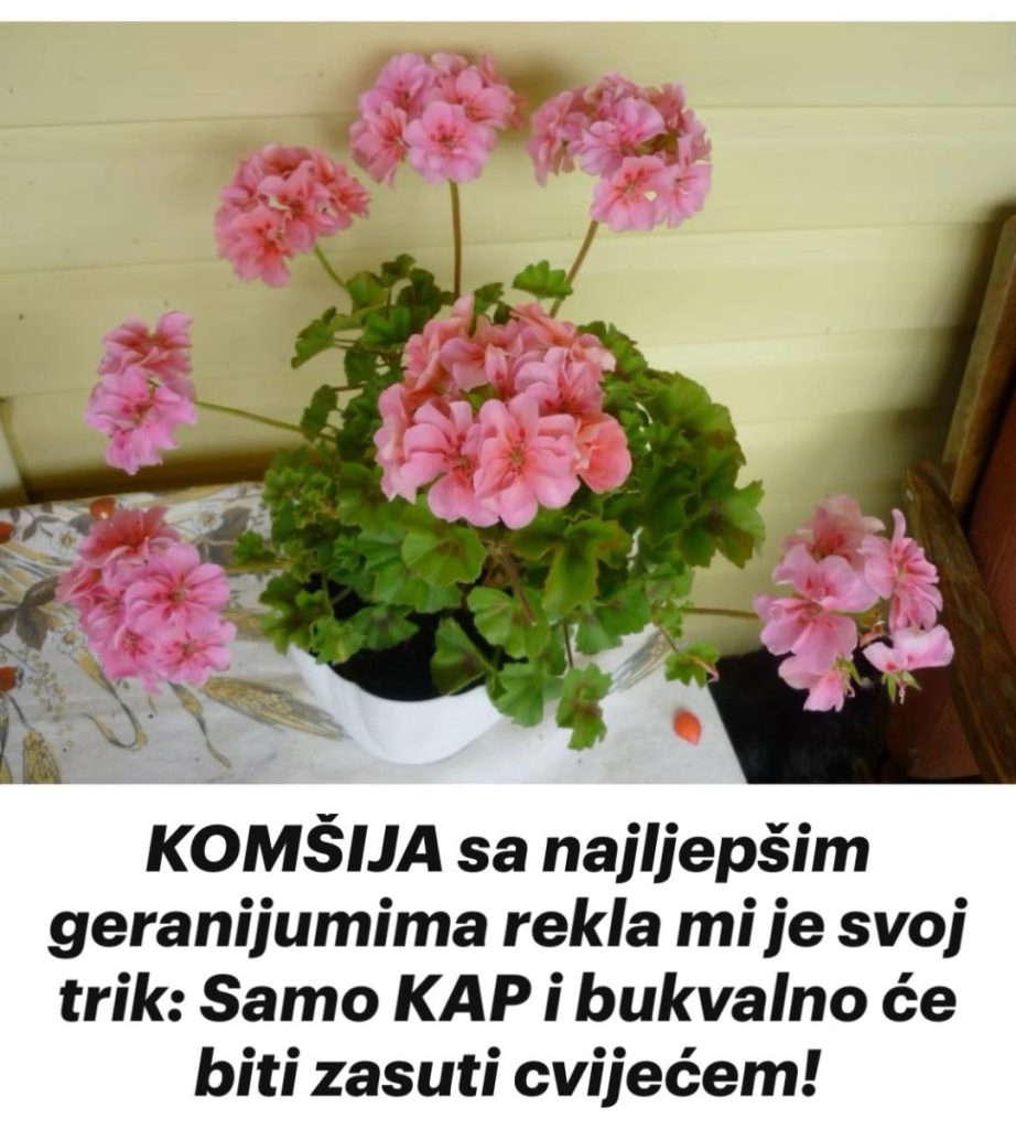 KOMŠIJA sa najljepšim geranijumima rekla mi je svoj trik: Samo KAP i bukvalno će biti zasuti cvijećem!