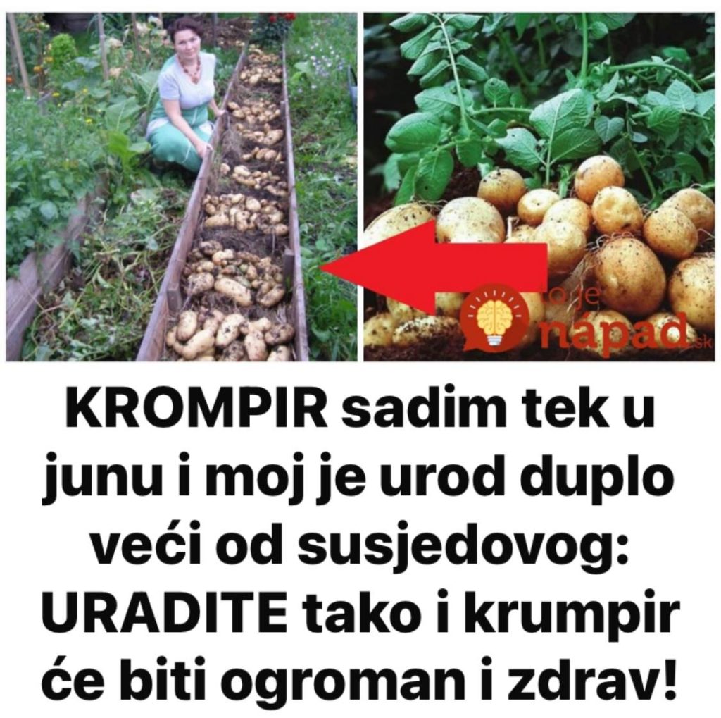 KROMPIR sadim tek u junu i moj je urod duplo veći od susjedovog: URADITE tako i krumpir će biti ogroman i zdrav!