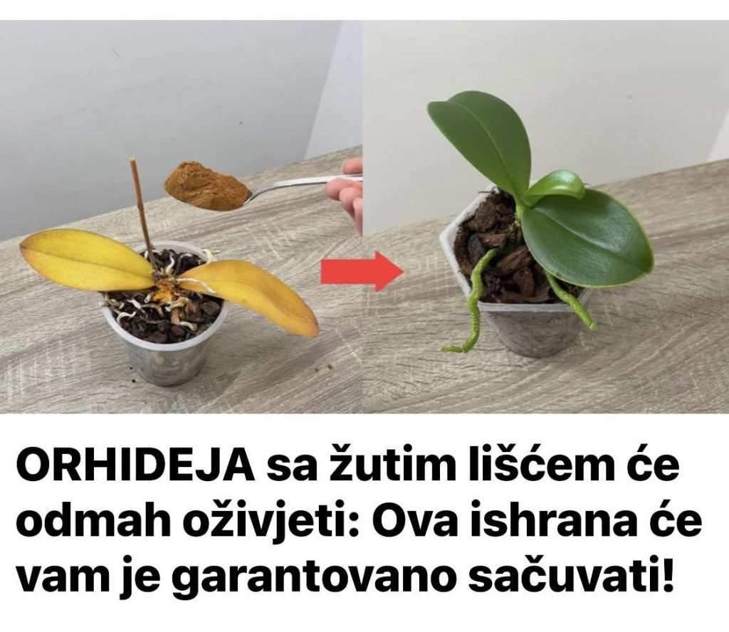ORHIDEJA sa žutim lišćem će odmah oživjeti: Ova ishrana će vam je garantovano sačuvati!