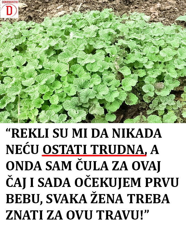 “REKLI SU MI DA NIKADA NEĆU OSTATI TRUDNA, A ONDA SAM ČULA ZA OVAJ ČAJ I SADA OČEKUJEM PRVU BEBU, SVAKA ŽENA TREBA ZNATI ZA OVU TRAVU!”