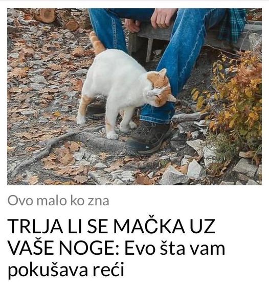 TRLJA LI SE MAČKA UZ VAŠE NOGE: Evo šta vam pokušava reći