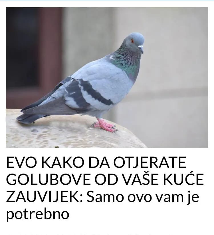 EVO KAKO DA OTJERATE GOLUBOVE OD VAŠE KUĆE ZAUVIJEK: Samo ovo vam je potrebno