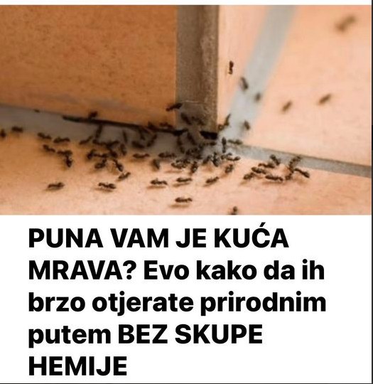 PUNA VAM JE KUĆA MRAVA? Evo kako da ih brzo otjerate prirodnim putem BEZ SKUPE HEMIJE