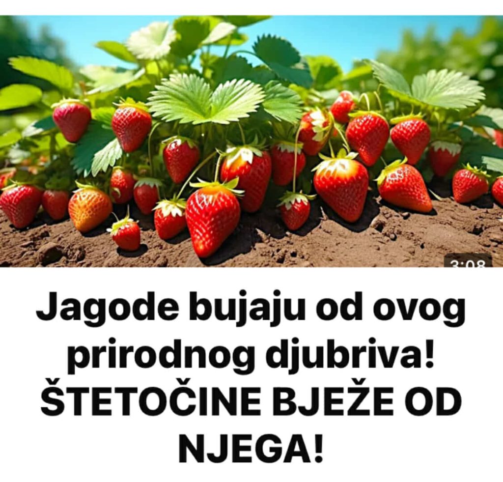 Jagode bujaju odovog prirodnog djubriva! ŠTETOČINE BJEŽE OD NJEGA!