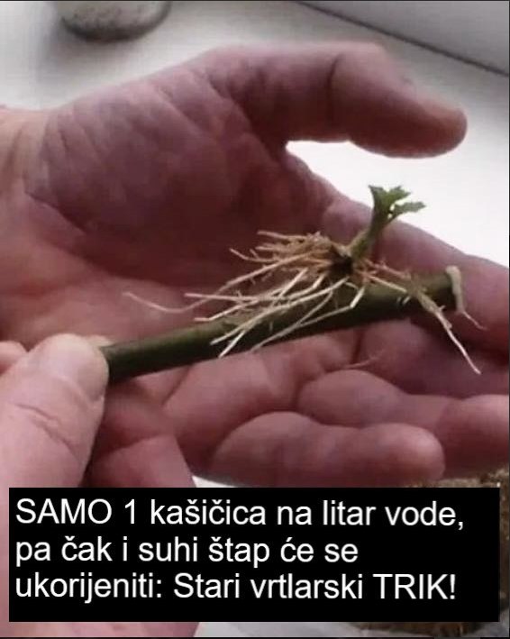 SAMO 1 kašičica na litar vode, pa čak i suhi štap će se ukorijeniti: Stari vrtlarski TRIK!